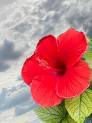 red hibiscus flower against blue sky