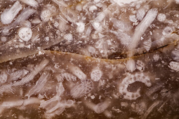 Sehr kleine Mikrofossilien in einem polierten Feuerstein, Fundort Rügen in Deutschland