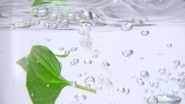 Fish mint leaves are dropped into the water, water bubbles appear. Fish mint contains many vitamins and minerals that have the ability to increase resistance and help fight bacteria.