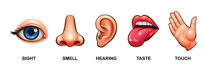 Set of five human senses. Sight, smell, hearing, taste and touch. Vector illustration