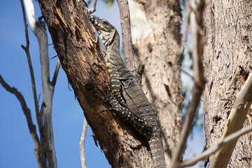 Obraz premium Goanna sleeping in a tree