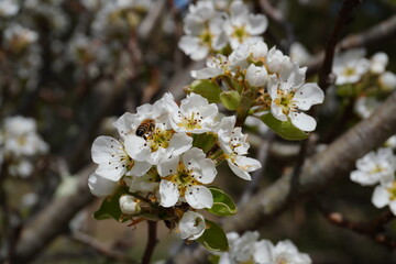 Obraz premium Bee in White Blossom Flower