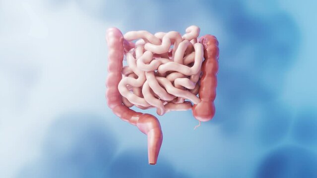 Intestinal tract with digestive health concept, 3d rendering.