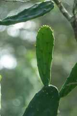 Vibrant Green Cactus Leaves in the forest Sunlight