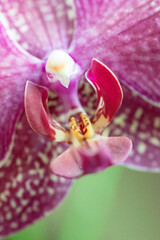 Fototapeta na wymiar Macro, Photo, Thai Orchid, Stamen