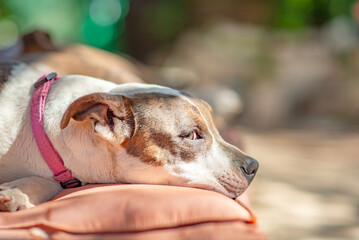 Cute, Pitbull, White, Brown Coat, Lazily, Happy
