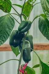 Hanging Green Bell Peppers on Vibrant Pepper Plant