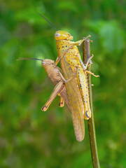 Mating Locusts