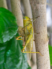 Mating Locusts