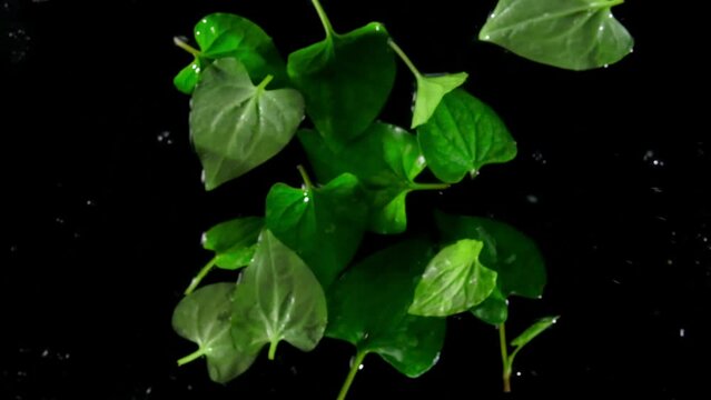 Fish mint leaves fly up, water drops splash on the black background. Advertising space with natural ingredients. Fish mint has many uses for health and skin.