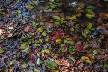 colorful leaves fallen in a puddle among the grass