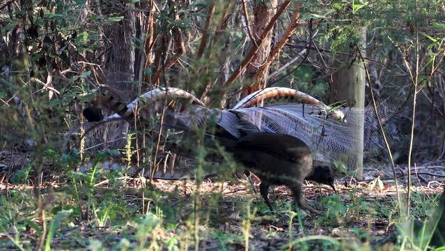 Two male Lyrebird's in the undergrowth, one is dancing and singing, the other is foraging.