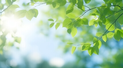 Fototapeta na wymiar Blurred bokeh background of fresh green spring, summer foliage of tree leaves with blue sky and sun flare 