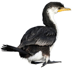 Little Pied Cormorant 