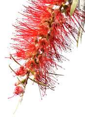 Red flower of bottlebrushes (Callistemon)
