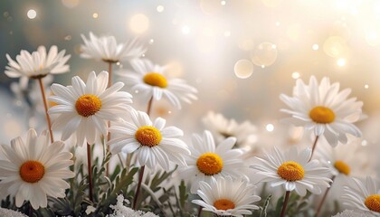 Fototapeta premium Daisy flower background,white background,sparkling lights generative ai