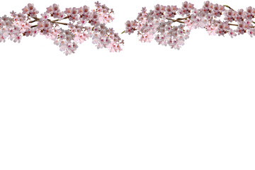 桜のアーチ背景素材・背景透過・合成素材 - obrazy, fototapety, plakaty
