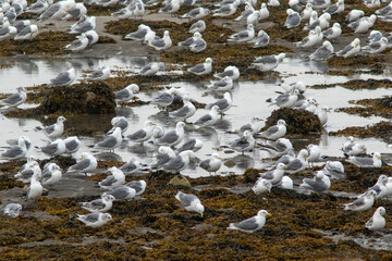 Black-legged kittiwakes (Rissa tridactyla) resting on the beach during low tide near bird colony on the island of Hornøya in Northern Norway, Europe