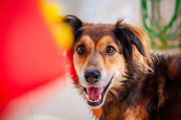 Happy stray dog looking at bright red toy
