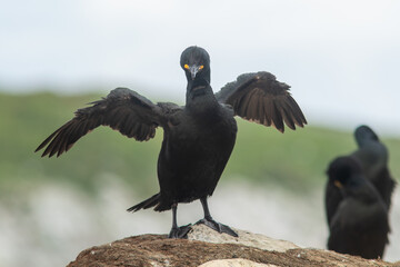 Large black bird, Common shag, Phalacrocorax aristotelis standing on the rock with spread wings  - 713711583