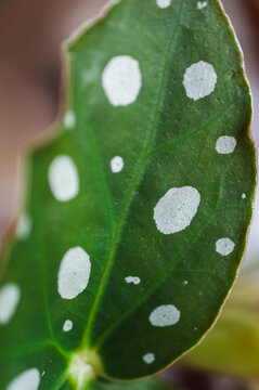 Begonia Maculata plant close up macro white dots celule detail