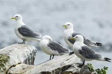 Four black-legged kittiwakes (Rissa tridactyla) standing on the rock by the sea