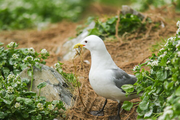 The black-legged kittiwake (Rissa tridactyla) gathering material for the nest