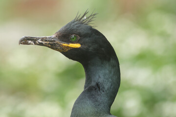 Close up portrait of the European shag also known as the common shag, Phalacrocorax aristotelis