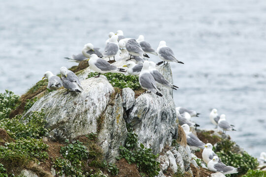 Black-legged kittiwakes (Rissa tridactyla) resting on a cliff in bird colony on the island of Horn&oslash;ya in Northern Norway, Europe