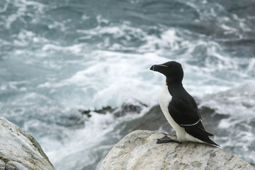 A razorbill, Alca torda resting on a rock by the sea with sea waves on the background