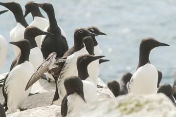 Obraz premium Close up of group of common guillemots, Uria aalge standing on the cliffs by the sea at Hornøya island, Varanger peninsula, Norway