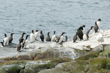 Fototapeta premium Group of common guillemots, Uria aalge standing on the cliffs by the sea at Hornøya island, Varanger peninsula, Norway