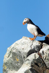 An atlantic puffin, Fratercula arctica with colorful beak during breeding season standing on a rock