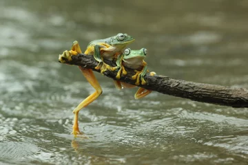 Keuken spatwand met foto frogs, flying frogs, two cute frogs are perched on wood above the river water © ridho