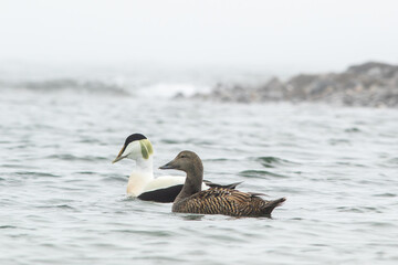 Pair of common eider, Somateria mollissima swimming on a gloomy morning in Norwegian nature
