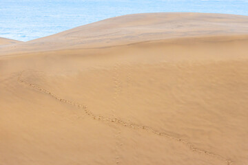 砂丘　　sand dunes, vast dune hills　