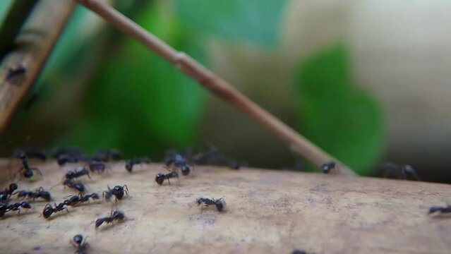 The black ant colony or Lasius niger is active during the day