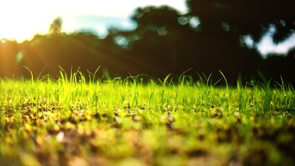 Sunlit Meadow of Green Grass and Nature's Beauty