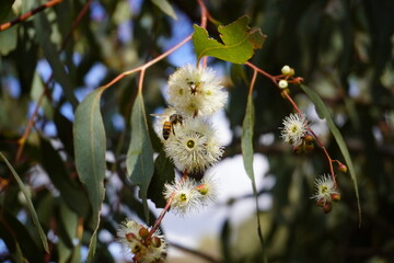 Flowering eucalyptus with honey bee