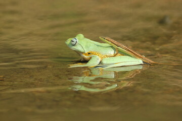 a frog, a grass lizard, a frog and a grass lizard are playing in the water together
