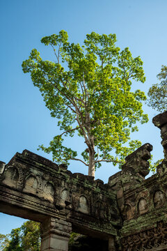 Tree inside the temple