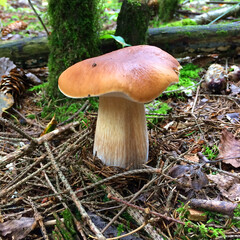 Large edible forest mushroom Boletus Edulis in the moss