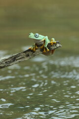 frog, cute frog, a cute frog is playing on a wooden branch on the surface of the river water