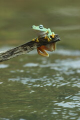 frog, cute frog, a cute frog is playing on a wooden branch on the surface of the river water