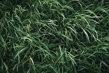 Crédence de cuisine en verre imprimé Herbe in the middle green grass field professional photography