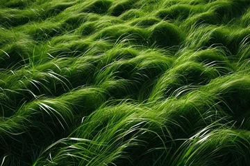 Papier Peint photo Herbe in the middle green grass field professional photography
