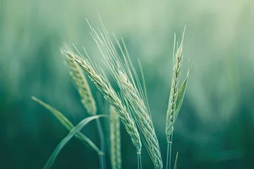 Keuken spatwand met foto the breathtaking of beauty nature professional photography © NikahGeh