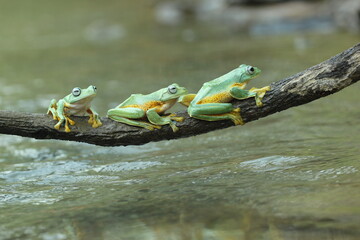 frog, flying frog, cute frog, a cute frog is perched on a log above the river water
