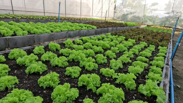 Time-Lapse of Lettuce Growing in Greenhouse