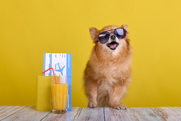 Fluffy pet spitz on yellow background with documents, plane tickets. Funny little purebred dog goes...